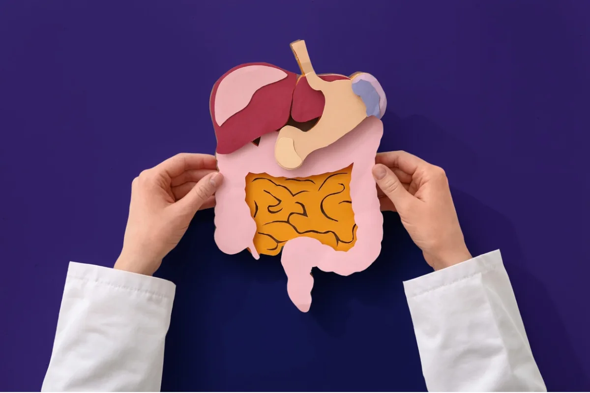 Hands holding a paper model of the digestive system